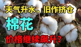 棉花期货最新爆料,揭秘价格波动背后的秘密